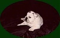 Mugzy the Bulldog as a Puppy laying on a blanket