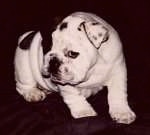 Mugzy the Bulldog as a puppy standing and looking to the side