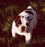 Mugzy the Bulldog as a Puppy standing outside in grass and looking at the camera holder