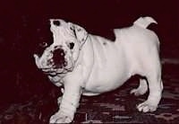 Mugzy the Bulldog as a puppy standing towards the left on a carpet and looking at the camera holder