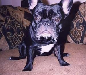 Close Up - Lendi the black French Bulldog is sitting on a bed and there is a pillow behind it. He has bubbles of slobber on each side of his mouth.