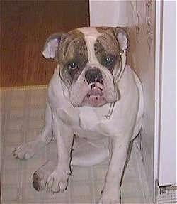Spike the Bulldog is sitting against a wall and he is looking forward. He has a line of drool coming out of his mouth.