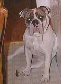 Spike the Bulldog is sitting on a carpet and his side is against a wall. He has a long line of drool coming down the side of his mouth.