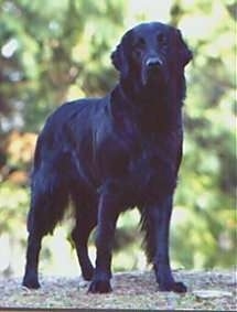 A black Flat-Coated Retriever is standing on top of a rock with trees behind it.