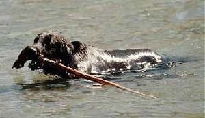 Scout the Flat-Coated Retriever is swimming through a body of water with a large stick in his mouth