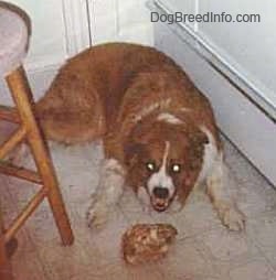 Top down view of a red with white dog showing its teeth while it is laying on a tiled floor behind a hambone.