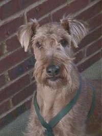 Close up head shot - An Irish Terrier is sitting next to a brick wall