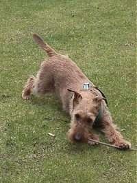An Irish Terrier is play bowing in grass and chewing on a stick