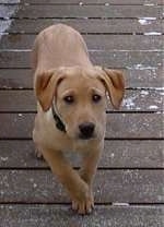 A tan Labrador Retriever is walking up a wooden deck looking up.