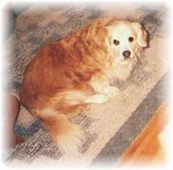 Missy the dog laying on a rug