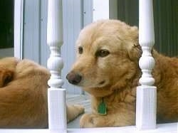 Boo-Boo the Collie/Retriever laying on a porch