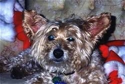 Close up - A brown Westiepoo dog is laying next to a Christmas Costume. It has large perk ears, a black nose and dark eyes.