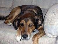 A shorthaired, black and tan with white Alaskan Malamute/Husky mix is laying down on a tan couch.