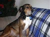 A shorthaired, black and tan with white Alaskan Malamute/Husky mix is sitting against the back of a tan couch that has a plaid blue, white and black throw blanket over the back of it.