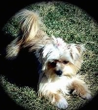 Mongrel = Mixed Breed Dogs – Mutt or Mutts