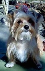 Mongrel = Mixed Breed Dogs – Mutt or Mutts