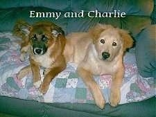 Shepherd and Chow and ???
