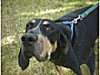 A coonhound stretching forward looking at the camera while on a leash