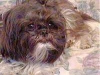 Close up front view - A long coatd, brown with white Shih Tzu is laying on a pillow. It is looking up and to the right.