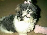The right side of a black and white Shih-Tzu puppy is laying across a carpeted surface, it has a pink ribbon in its hair, it is looking forward, its mouth is open and it looks like it is smiling.