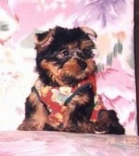 A tiny little, furry, black and tan Silky Terrier puppy is wearing a harness, it is sitting on a couch and it is looking to the right. Its small ears are folded over.