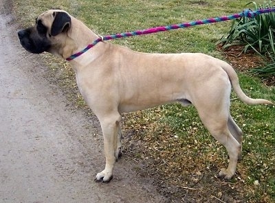 American Mastiff Information and Pictures