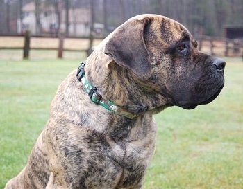 American Mastiff Dogs on Passion Is 90   Insanity And 10   Addiction Www Brigadoonbordercollies