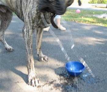 Thor the brown brindle American Mastiff is standing on a blacktop and shaking himself dry and there are clear drool streaks from each side of his mouth all the way to the ground.