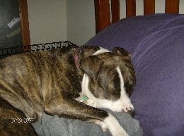 The right side of a brown brindle with white Pit Bull Terrier is sleeping on a bed.