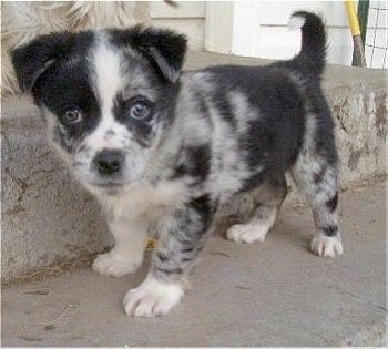 Australian Shepherd Puppies on Aussie Corgi  Miniature Australian Shepherd Pembroke Welsh Corgi