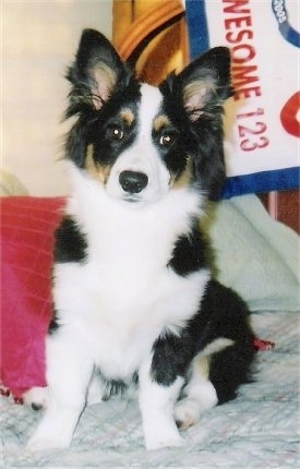 A tri-color Aussie-Corgi puppy is sitting on a bed and it is looking forward.