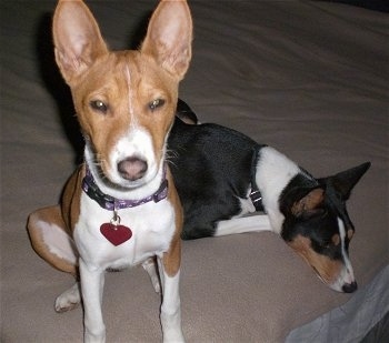 Close Up - Gunther the Basenji sitting on a bed. Pumpkin the Basenji laying on a bed