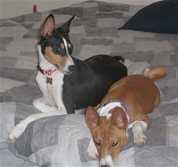 Basenji For Sale