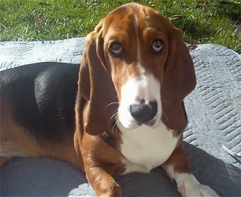 Basset Hound Puppies on Basset Hound  Information And Pictures  Basset Hounds