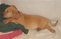 The left side of a tan Basset Hound/Labrador Retriever mix puppy that is sleeping on a couch and on top of a pink pillow and green blanket.