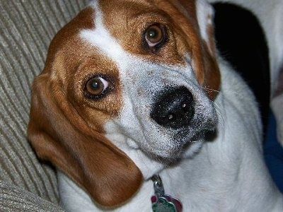 Close Up - Maxine the Beagle laying on a couch