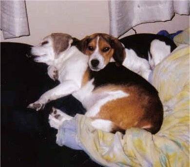 Willie and Snoopy the Beagles sleeping on a bed