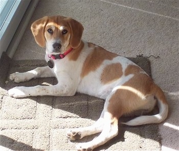 Bella the Beago laying on a rug in front of a glass door