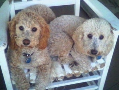 Bichon Poodle Dogs