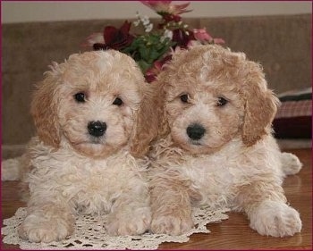 Sam and Riley the Bichon Poodle Puppies laying on a white lace doily on a hardwood floor with flowers behind them