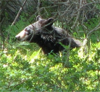 The left side of a Black Bear that is peering out of the middle of trees and bushes