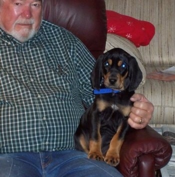 American Black and Tan Coonhound Pictures