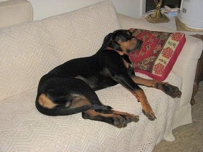 Rowdy the Black and Tan Coonhound sleeping on a red pillow on the tan couch