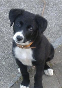 Rex the Borador puppy wearing a leather collar sitting on a blacktop looking up at the camera holder