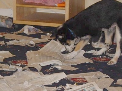 border collie puppies. Loui - Border Collie puppy