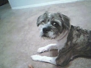 The front left side of a gray with white Bosapso that is laying across a carpet, next to a dog bone and it is looking forward.