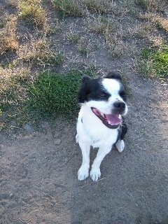 Topdown view of a black with white Boskimo that is sitting on a dirt path with its mouth open and tongue out, it is looking to the right.