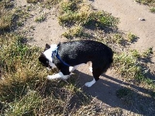 Topdown view of the left side of a black with white Boskimo that is sniffing around in patchy grass.