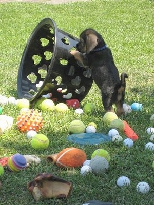 The back left side of a black with tan Bowser puppy that is pushing over a basket. There is a bunch of ball toys scattered all over the grass.