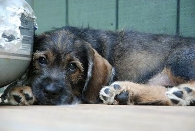 Close up - The left side of a black with tan Bowser Puppy that is laying down on a porch, next to a propane tank and it is looking forward.